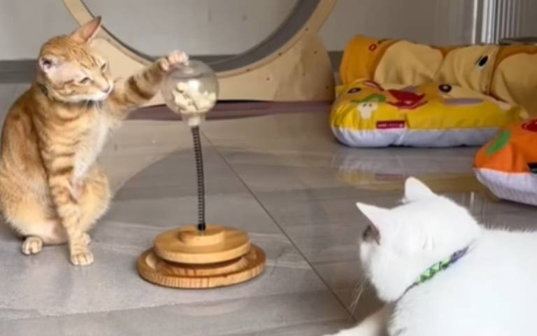 小咪有夠鴨霸！　獨食零嘴還不願分享給大白胖「搶食畫面曝」