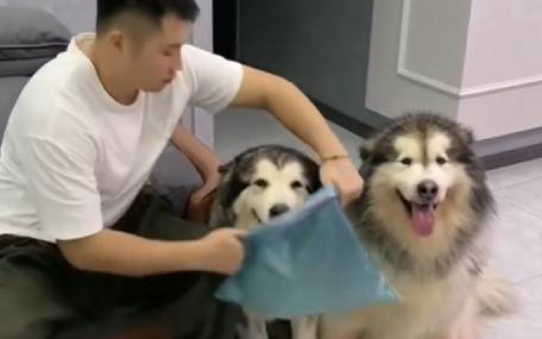 養狗的妙用？　頭套垃圾袋下秒「變成生活智慧王」