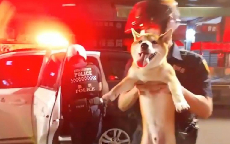 棉花糖比熊揪柴犬一起逃家 療癒笑容連警察也融化只能抱緊處理