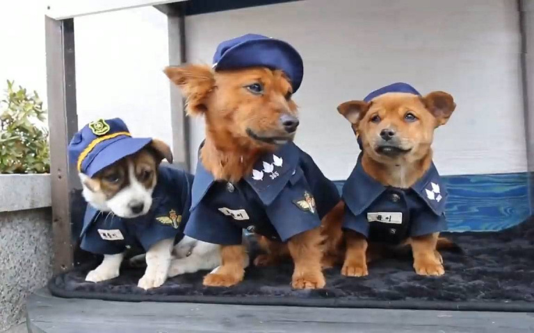 狗的報恩!重傷浪浪被警察救後消失 一月後帶4寶回來成見習警犬感動全網