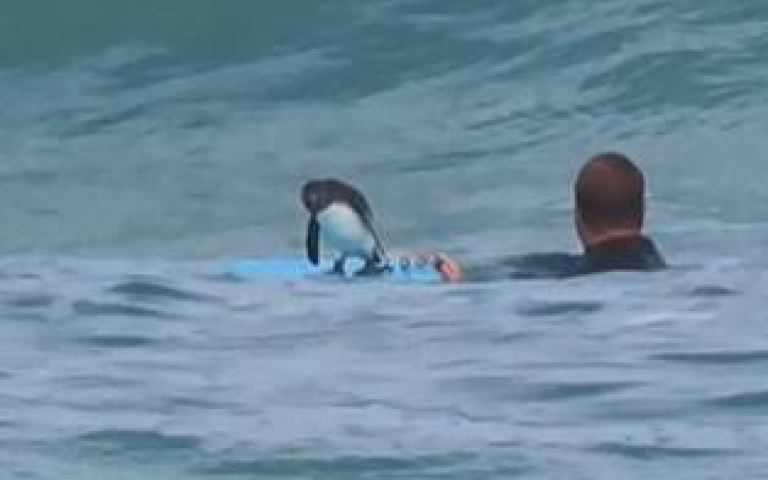 瀕危動物驚喜現身　踏上衝浪板和人類一起玩