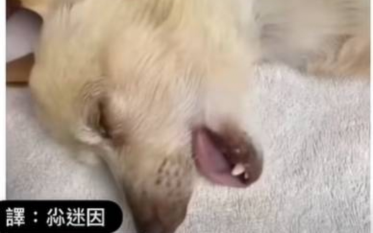 以為喝醉？狗狗打完麻藥硬要走路　站直又癱軟趴下去