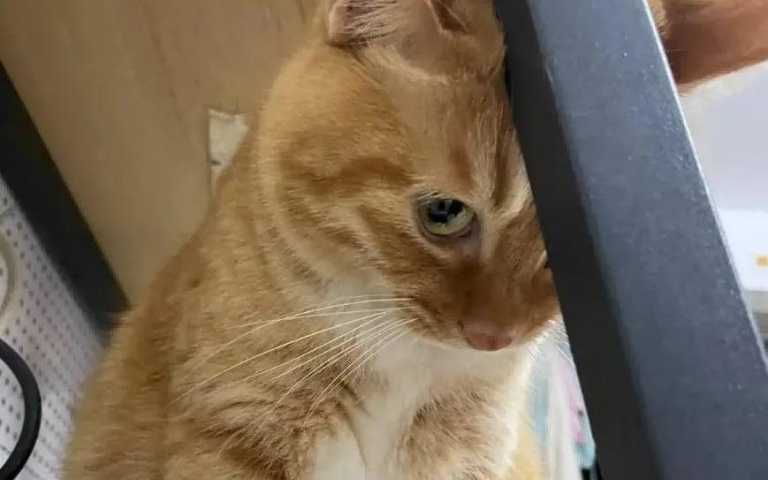 別懷疑主子！胖橘被嫌「不會抓老鼠」　立刻送上「大驚喜」爺爺崩潰