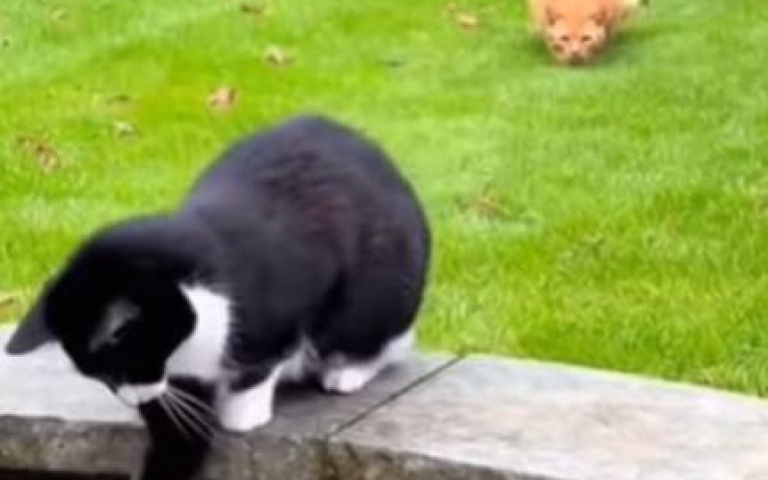 笨橘貓！伏擊同伴不成　反掉進水裡成落湯雞