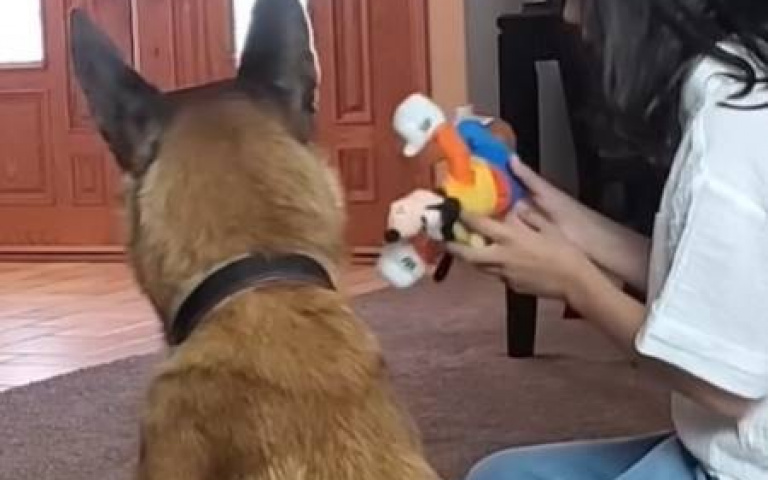 狗真的聽得懂名字！　神犬Monkey又秀智商了