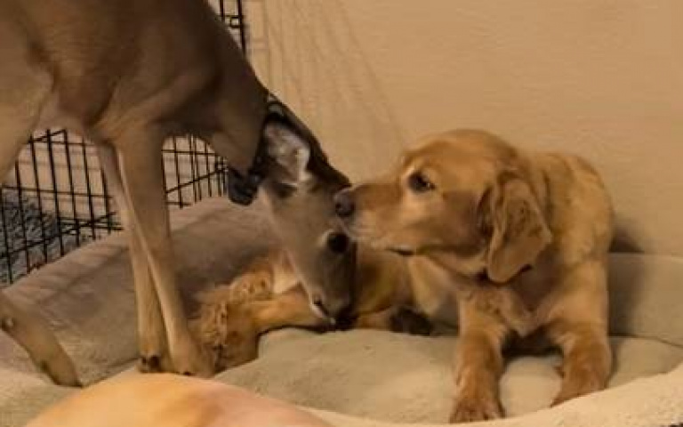 竟然在撸鹿？　狗狗狂舔對方「最後竟然露齒笑」