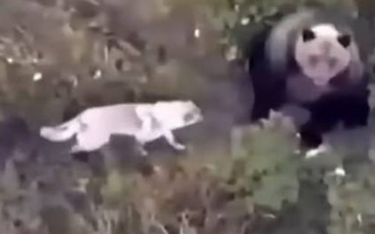 天兵二哈疑似失蹤！　主人出動無人機一看…傻眼了