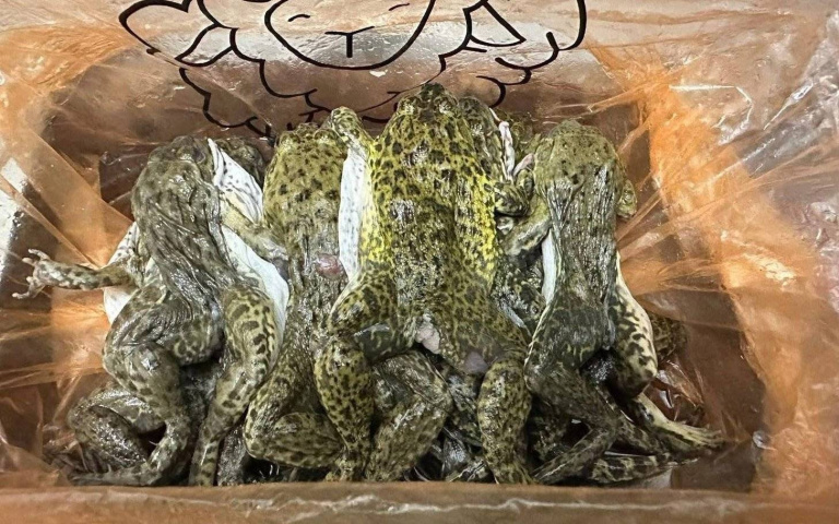 吃到飽火鍋店推限時「現抓青蛙鍋」！網友集體崩潰： 這鍋我不行