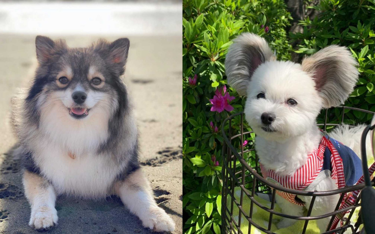 純種的狗狗不一定最好,萌死人不償命的五混血犬來啦!