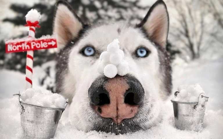 別讓狗狗不開心!狗狗最討厭人類做的7件事,看看你做過了幾個?