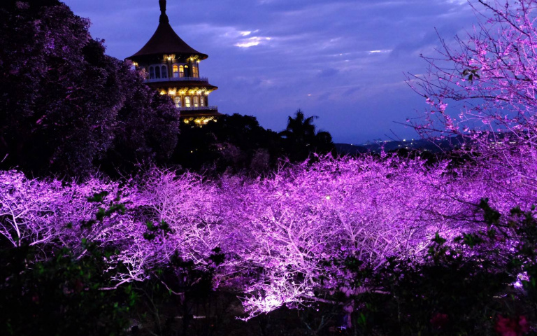 花都開好了！　夜訪天元宮賞三色櫻　也可在家線上賞花