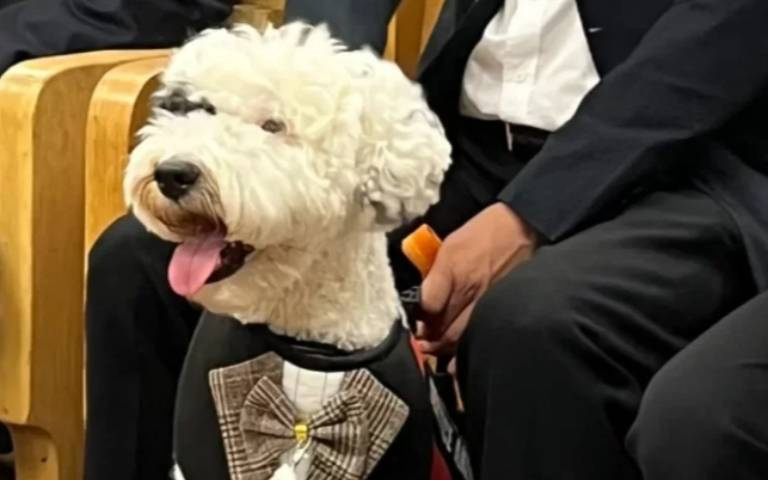 巨大白毛怪現身！私闖民宅還偷吃　真面目一出百萬人笑翻