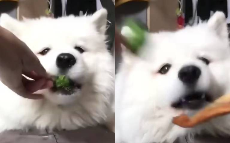 偷天換日！到嘴的披薩變成花椰菜　薩摩耶被耍表情逐漸母湯