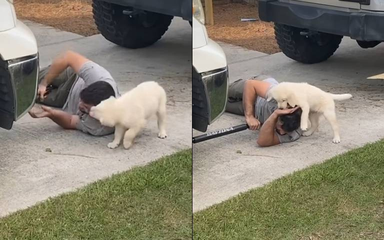 硬要參一咖！修車汪星人瘋狂干擾　主人招架不住表情超無奈