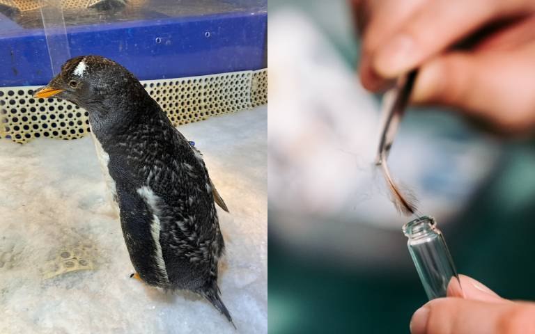 冬令進補好過冬！企鵝依循節氣應景吃超胖， 實際詳情竟然是？