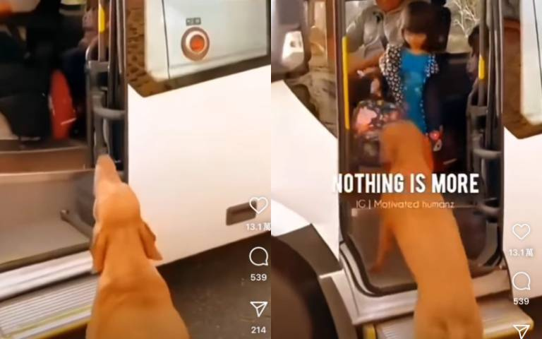 最窩心的守護者！汪星人等小主人放學　熱情迎接還幫拿包