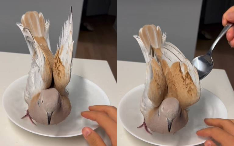 鴿子洗澡你看過嗎？　超乖讓沖水…幫牠們清潔務必注意這件事