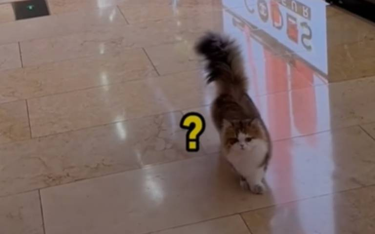 此梅西非彼梅西！牠逛個街卻成眾所矚目焦點　甚至比本尊還紅？