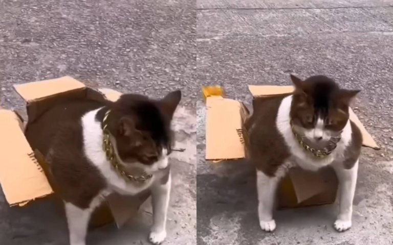 胖貓硬要擠進箱子！　真的進去了「但下秒變壯漢」