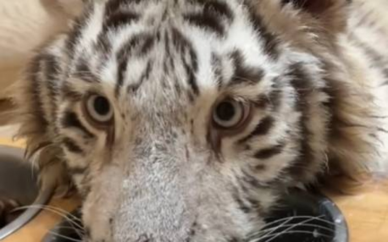 替大貓兒剪指甲　網友驚：那是孟加拉虎！