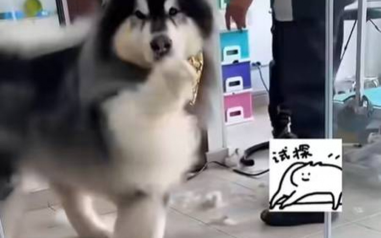 玻璃太乾淨直接撞上去　阿拉斯加雪橇犬「擺脫大傻汙名」不再上當