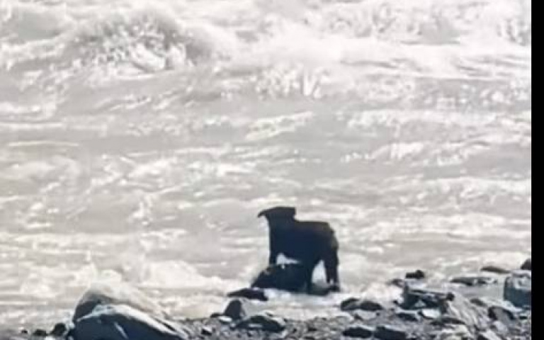 小黑狗泳渡激流！　網友笑：對面一定是有牛排