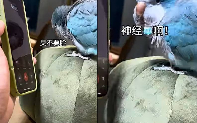 踢到鐵板！鸚鵡接電話狂嗆「臭不要臉、神經病」　詐騙集團崩潰掛電話
