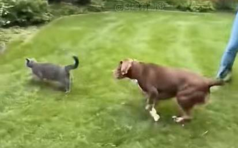 被比特犬追！貓咪衝進草叢下秒情勢逆轉…影分身之術用上
