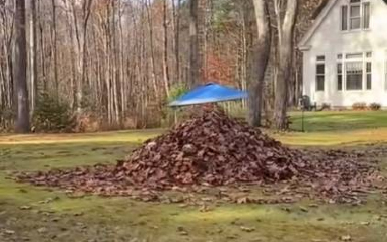 這樣也能出圈賺流量？　狗不動、鏡頭動…1周內破2千萬觀看