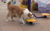 那不是飛盤！　精明邊牧糊塗了