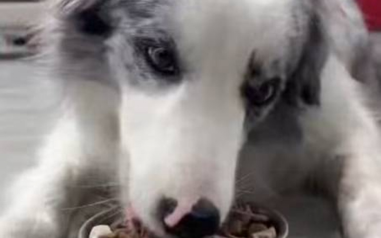 為何邊牧不適合當警犬？　主人拍片告訴你：沒飯沒商量