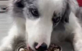 為何邊牧不適合當警犬？　主人拍片告訴你：沒飯沒商量