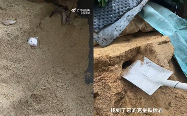 有人找我嗎？倉鼠挖洞把自己活埋　主人找幫手救援