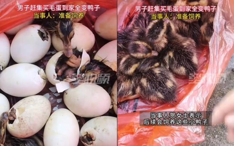 女兒許願吃蛋！老爸衝市場「竟買到33隻小鴨」下一步是：養