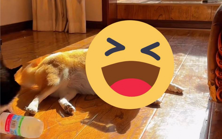 這隻柴犬是「蒙娜麗莎的微笑」，還是變態在笑？