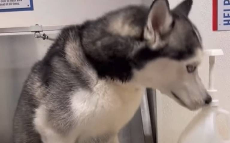 二哈不要洗澡！　被栓在水槽旁無助哀嚎畫面曝