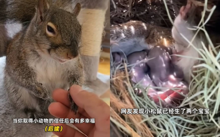 為松鼠吃飯餵出感情？他把松鼠群帶回家　網友直呼：沒必要