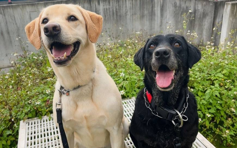 快來帶牠們回家！拉拉英雄即將退役　超萌5警犬可愛模樣曝光