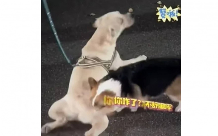 拉不拉多散步到一半突然趴地　原以為是腳受傷見柯基秒懂：模仿短腿的