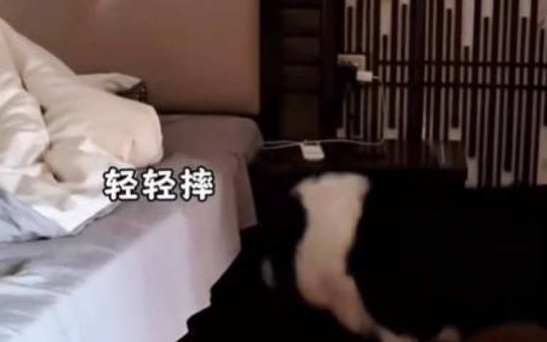 肚子餓就給你兵兵乓乓! 邊牧一招要主人給牠放飯