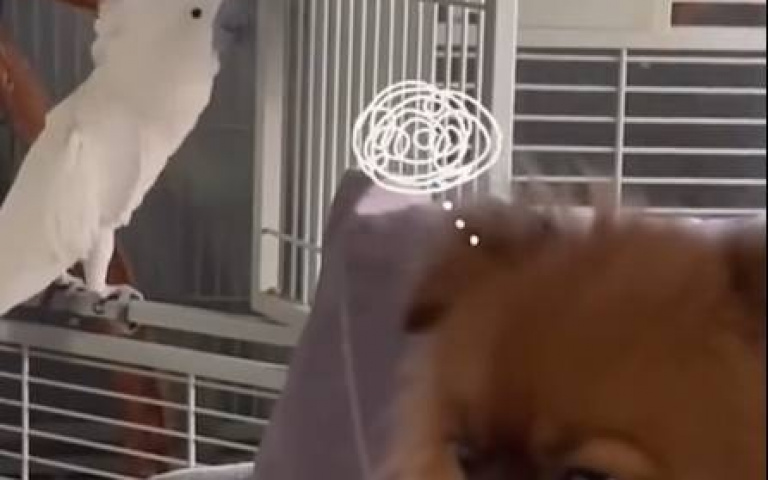 叫得比我還像狗！　牠聽鸚鵡叫「一臉困惑」懷疑狗生