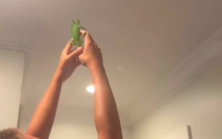 家裡若現蟲蟲危機？　搬出變色龍「養兵千日用在一時」