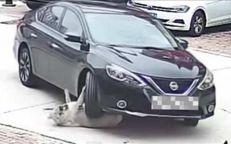 胖子命大！64公斤金毛遭車輾過竟毫髮無傷　獸醫認證：靠肥肉救命