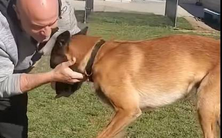 神犬Monkey突破極限！不只會畫畫　頂杯走繩索也是輕輕鬆鬆