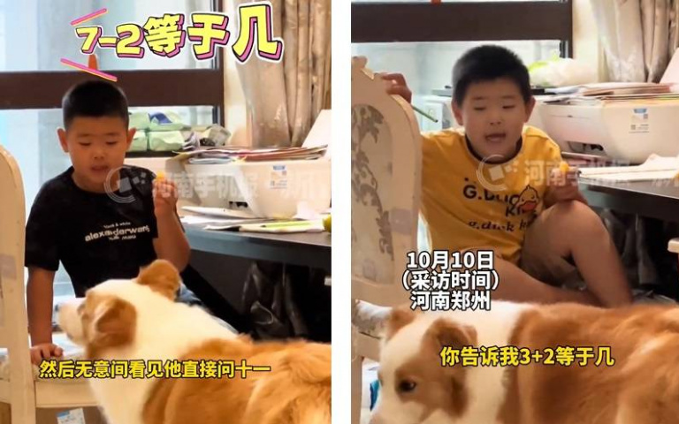 超聰明邊牧會算數！小主人不會寫作業竟求救狗狗　網笑：快送孩子去大學