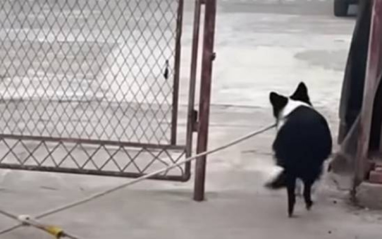 女子出考題給邊牧！下秒牠大秀智商　網驚呼：牠做了我想不到的事