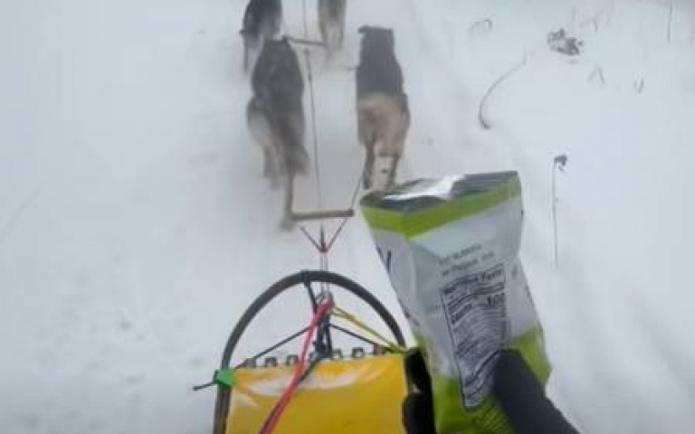 雪橇犬上工！主人一行為挑逗「9隻全回頭」　網笑：不只好動還貪吃