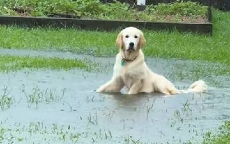 外頭下傾盆大雨…狗狗跑去「泡澡」　主人看到大喊：Oh No！
