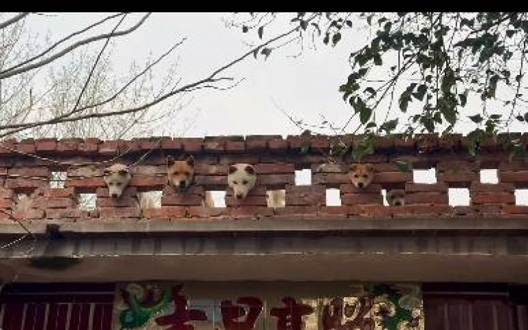 狗群玩打地鼠！　唯獨牠的臉有些尷尬…全網笑翻