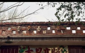 狗群玩打地鼠！　唯獨牠的臉有些尷尬…全網笑翻